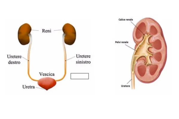 Idronefrosi nel bambino - la stenosi del giunto idronefrosi-nel-bambino-benvenuti