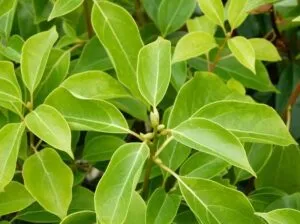 oli essenziali per il cambio di stagione