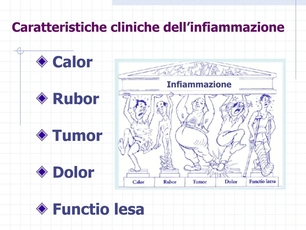 La natura in aiuto al tuo sistema immunitario Fasi dell'infiammazione